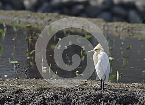 Cattle Egret ( Taiwan birds ).