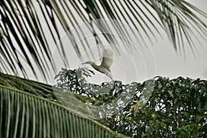 Cattle Egret Taking Off