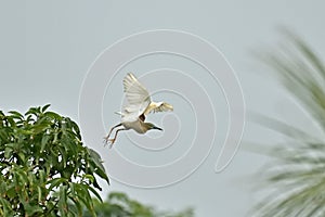 Cattle Egret Taking Off