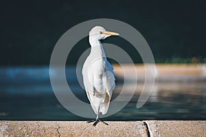 Cattle egret taking a sunbath