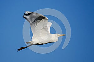 Cattle Egret Upwing