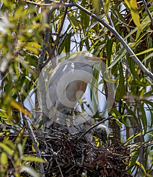 Cattle Egret watching over her Young Fledglings