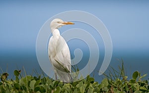 Cattle egret, watching the surroundings