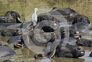 Cattle egret on water buffalo cooling off in pond, India