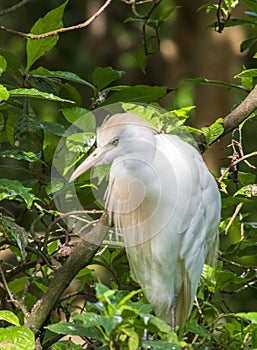 Cattle Egret, Wetlands Bird Photography, Nature Background, Wildlife Portrait, South West Florida Animals