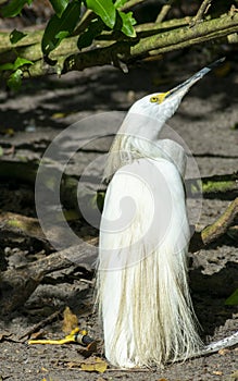 Cattle Egret, Wetlands Bird Photography, Nature Background, Wildlife Portrait, South West Florida Animals