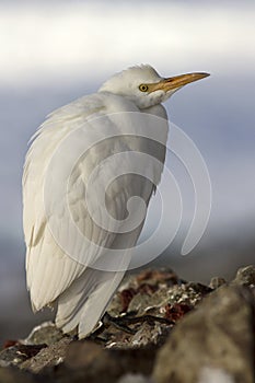 Cattle Egret in winter plumage which sits on rockh Antarctic isl photo