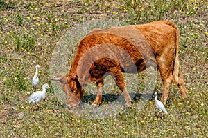 Cattle Egrets with an Alentejana Cow, Alentejo region, Portugal.