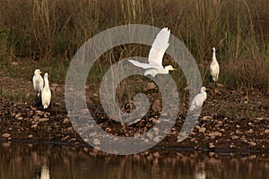 Cattle egrets