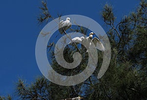 Cattle Egrets (Bubulcus ibis) perching on a tree in Sydney