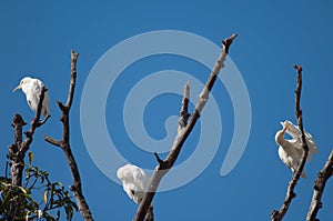 Cattle egrets Bubulcus ibis on a tree.