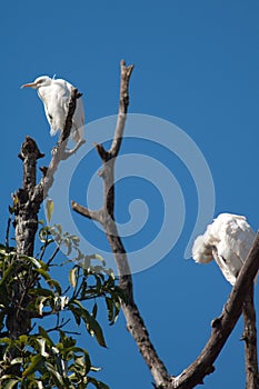 Cattle egrets Bubulcus ibis on a tree.