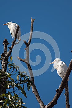 Cattle egrets Bubulcus ibis on a tree.