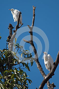 Cattle egrets Bubulcus ibis on a tree.