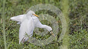 Cattle Egrets Feeding in Meadow