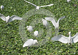 Cattle Egrets Flying and Foraging on Water Weed