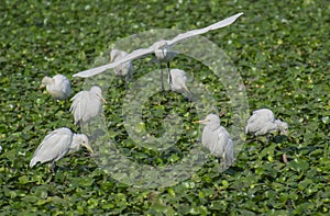 Cattle Egrets Flying and Foraging on Water Weed