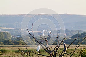 Cattle egrets and herons in a tree