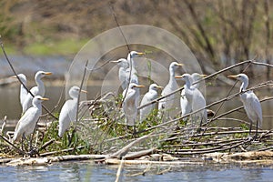 Cattle Egrets at Lake Baringo, Kenya