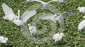 Cattle Egrets and Little Egrets Flying ,  Foraging on Water Weed