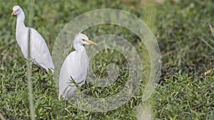 Cattle Egrets in Meadow