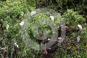 Cattle egrets nesting in a tree