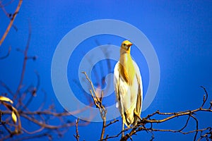 Cattle Egrets perched on the tree with a nice blue sky in the background