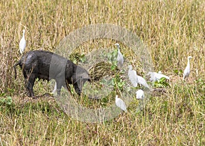 Cattle egrets and pig