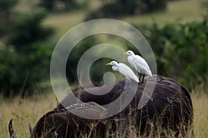 Cattle egrets, Queen Elizabeth National Park, Uganda