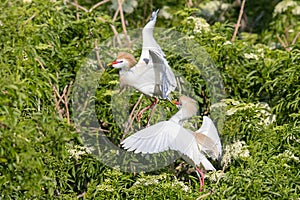 Cattle Egrets Territorial Fight, Squabble