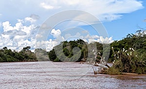 Cattle egrets on a tree