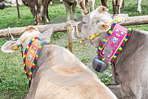 Cattle exibition cows brown breed