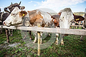 Cattle exibition red spotted breed