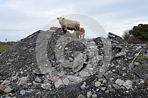 Cattle exploring local dump yard