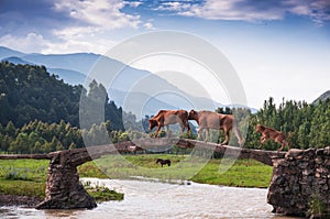 A cattle family acrossing bridge