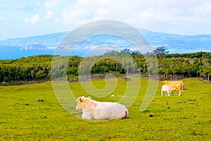 Cattle Family, Calf suckling mother cow, oxen, Farm Animals in the wild, Azores - Pico island