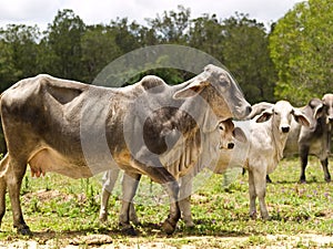 Cattle family cow calf heifer bull live animals