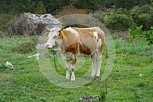 Cattle on the family farm