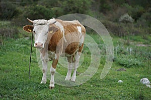 Cattle on the family farm