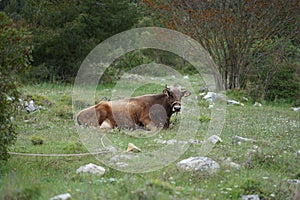 Cattle on the family farm