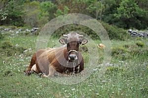 Cattle on the family farm