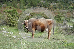 Cattle on the family farm