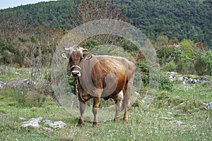 Cattle on the family farm