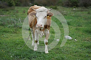 Cattle on the family farm photo