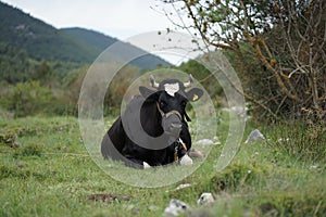 Cattle on the family farm photo