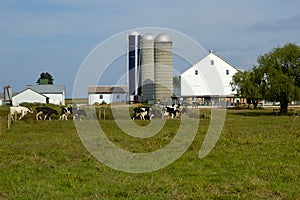 Cattle Farm