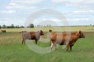 Cattle Farm