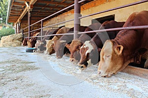 Cattle on the farm