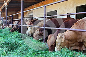 Cattle on the farm