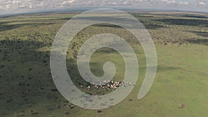 Cattle on a farm in african landscape at a ranch in Laikipia, Kenya. Aerial dron
